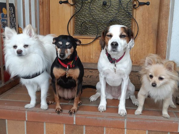 Balu, Cookie, Zoey, Lilly