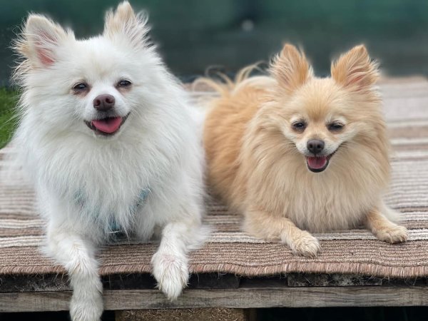 Balu und Lilly (von rechts nach links)