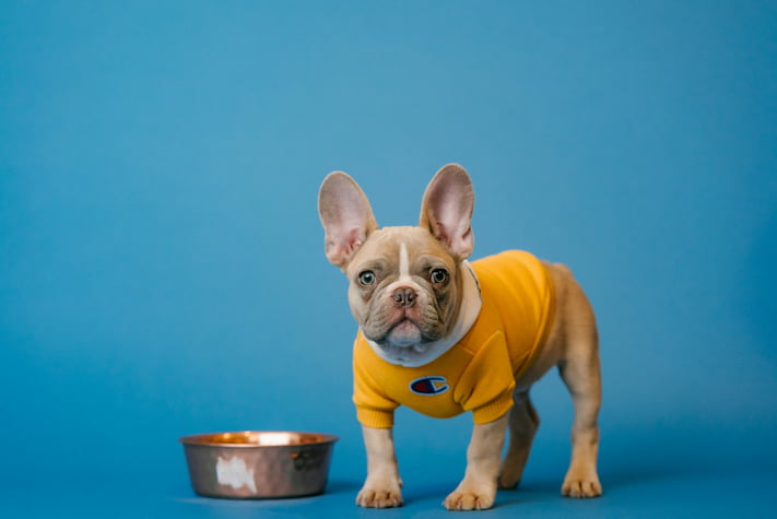 Französische Dogge steht mit gelben Pulover neben einer leeren Futterschüssel.