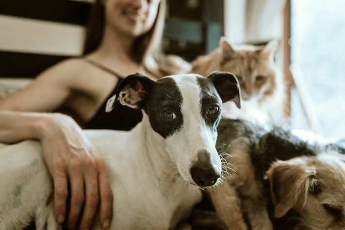 Frau sitzt auf de mSofa mit einem Hund und einer Katze
